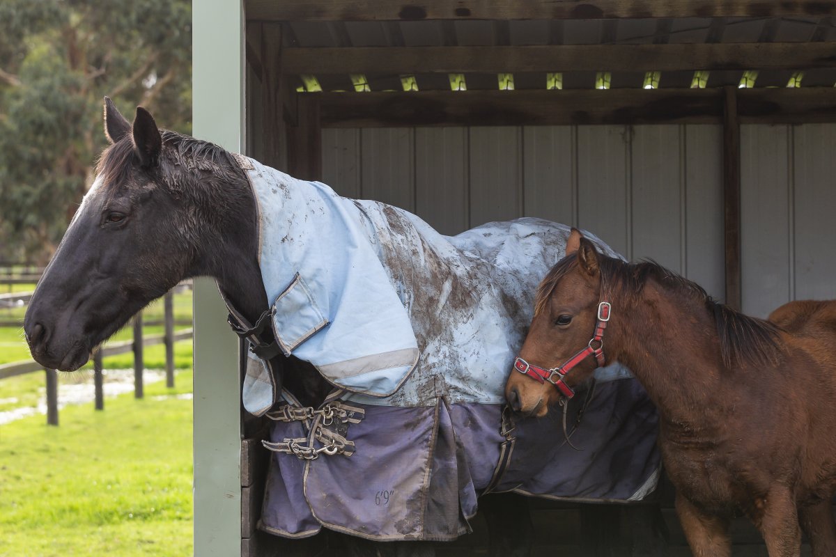 Pferde auf der Koppel