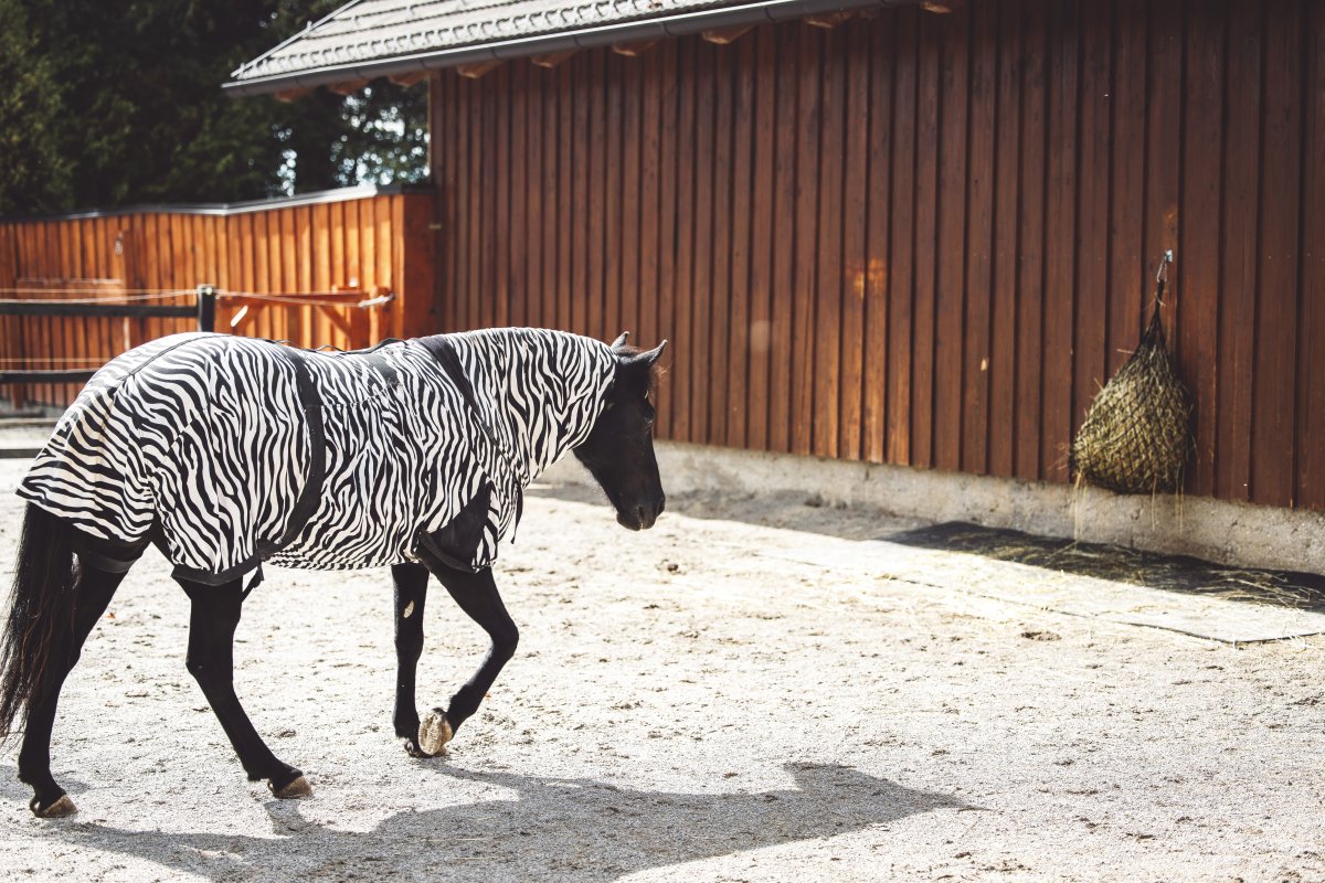 Pferd mit Zebra-Decke